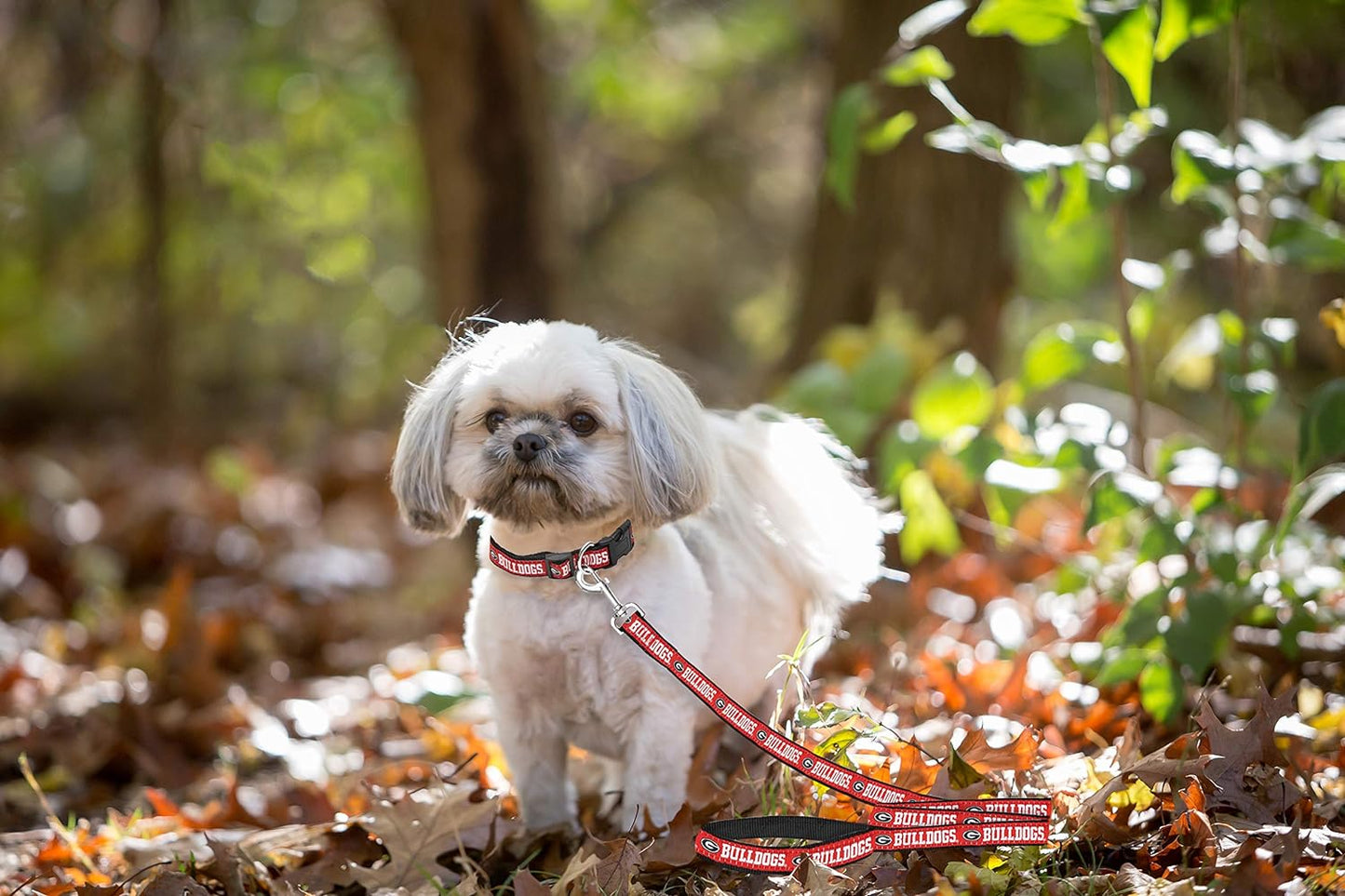 NCAA PET Leash, Small, Georgia Bulldogs, Dog Leash, Shiny & Colorful Leash for Dogs & Cats Licensed by the NCAA, Old Version