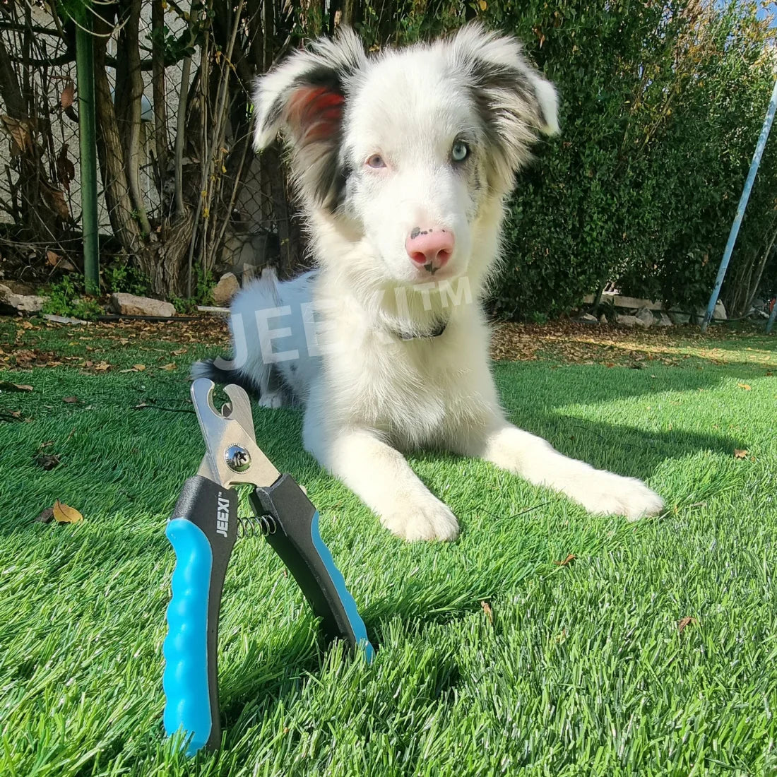 Blue Dog Nail Clippers and Trimmer with Safety Guard, Avoid Over-Cutting Toenail Razor Sharp Blades, Small Medium Large Breeds